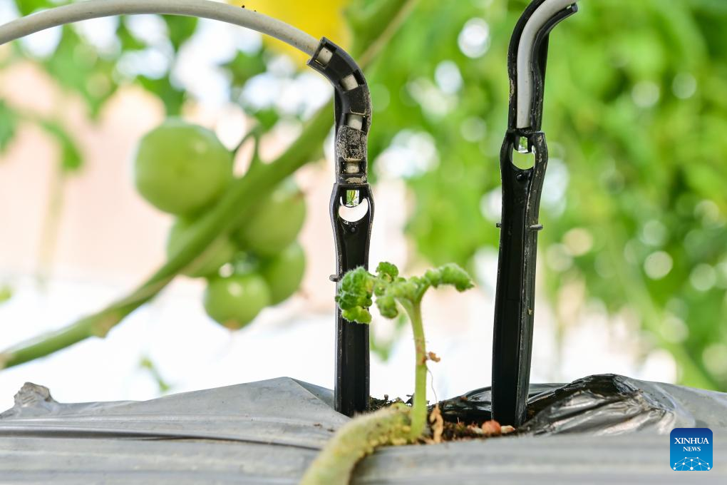 Across China: From desert to oasis -- Smart greenhouses redefine agriculture in Xinjiang