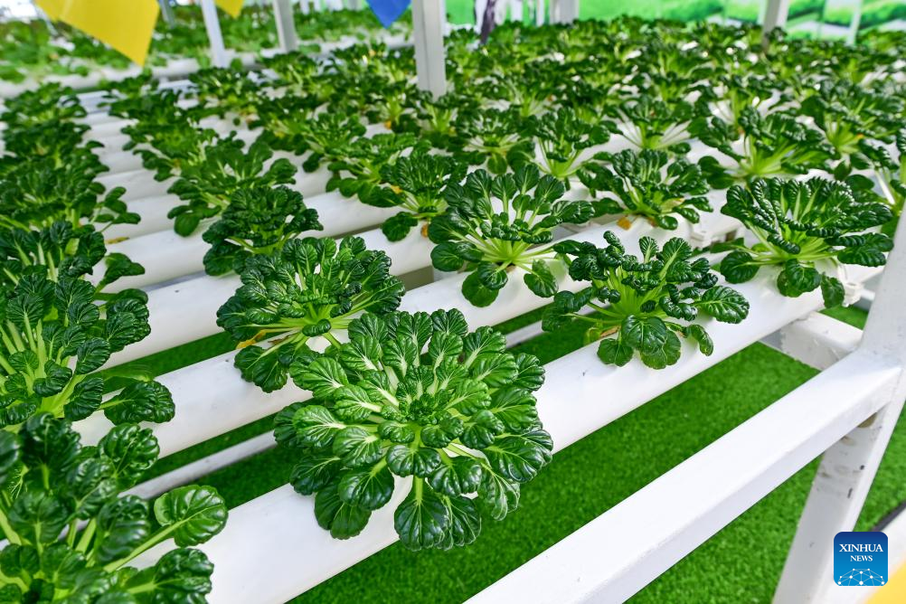 Across China: From desert to oasis -- Smart greenhouses redefine agriculture in Xinjiang