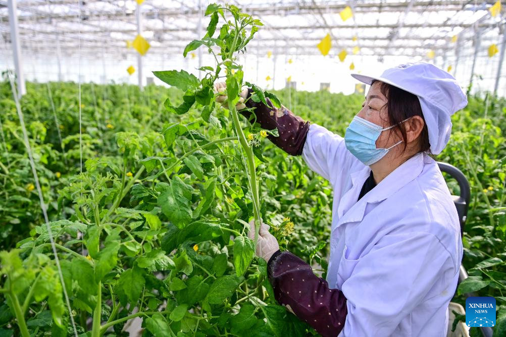 Across China: From desert to oasis -- Smart greenhouses redefine agriculture in Xinjiang
