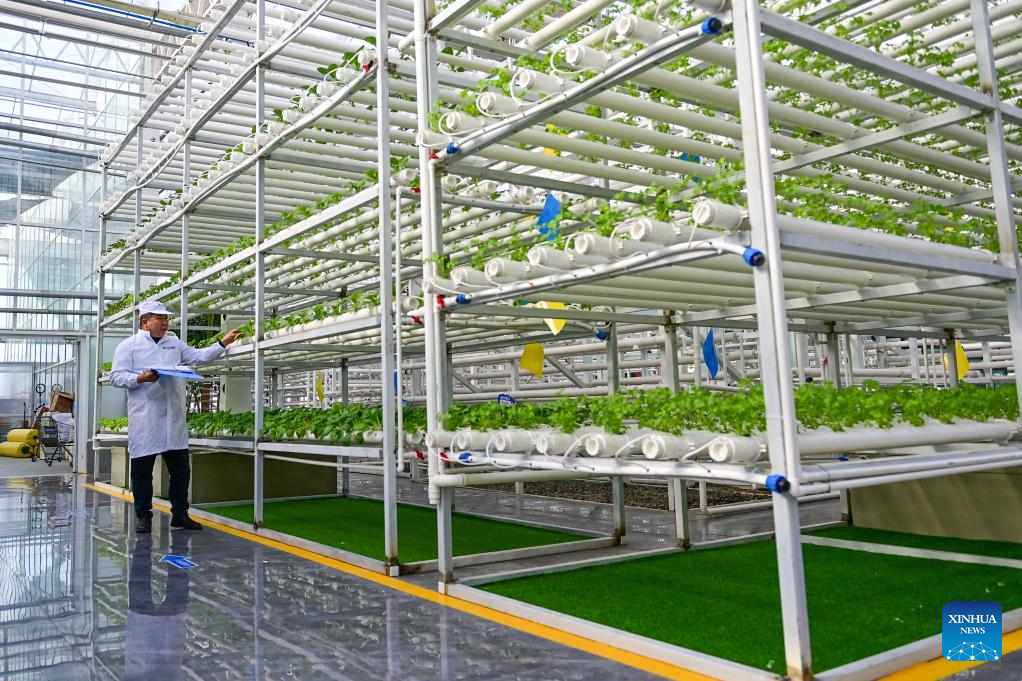 Across China: From desert to oasis -- Smart greenhouses redefine agriculture in Xinjiang