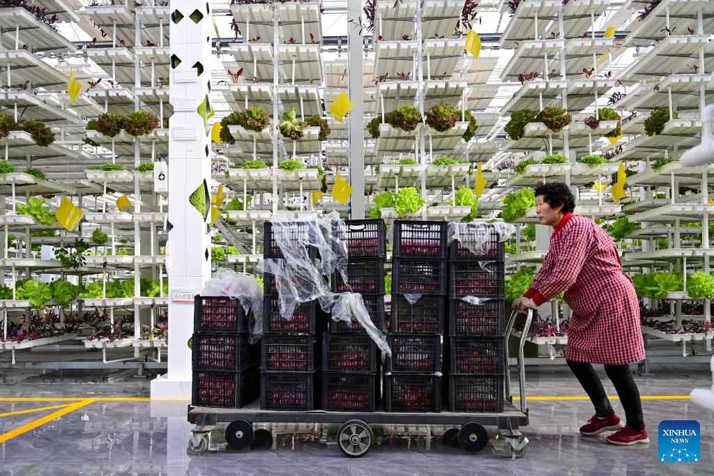 Across China: From desert to oasis -- Smart greenhouses redefine agriculture in Xinjiang