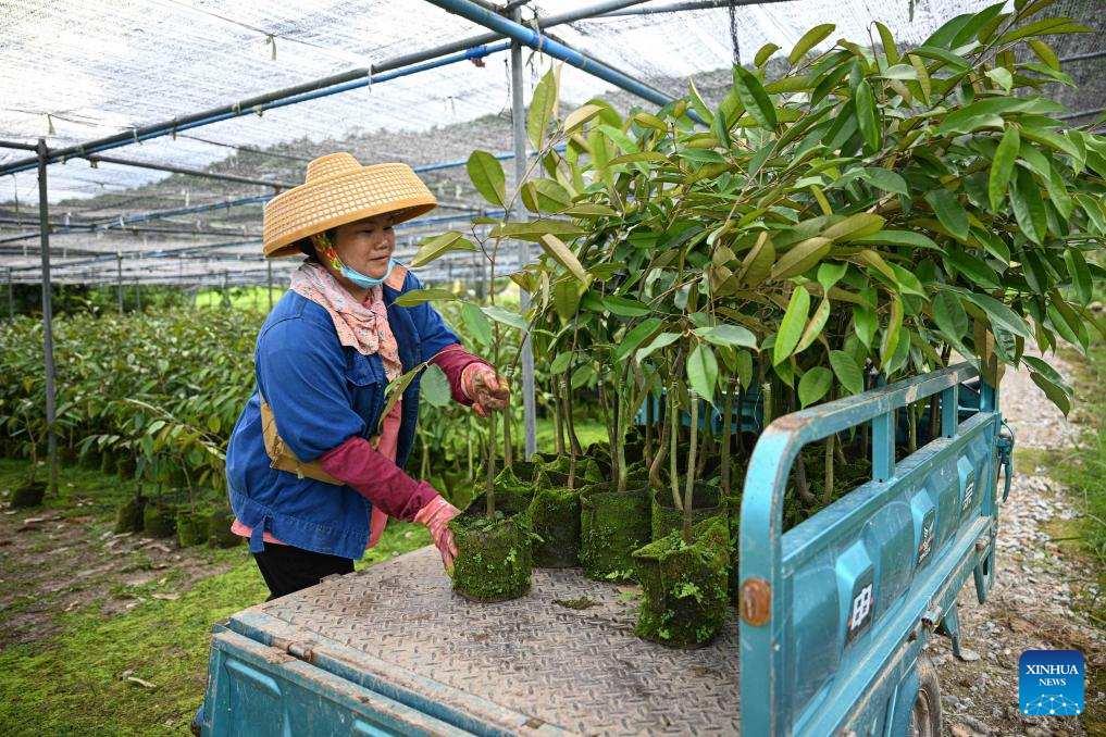Baoting county of S China's Hainan develops durin industry in support of rural revitalization