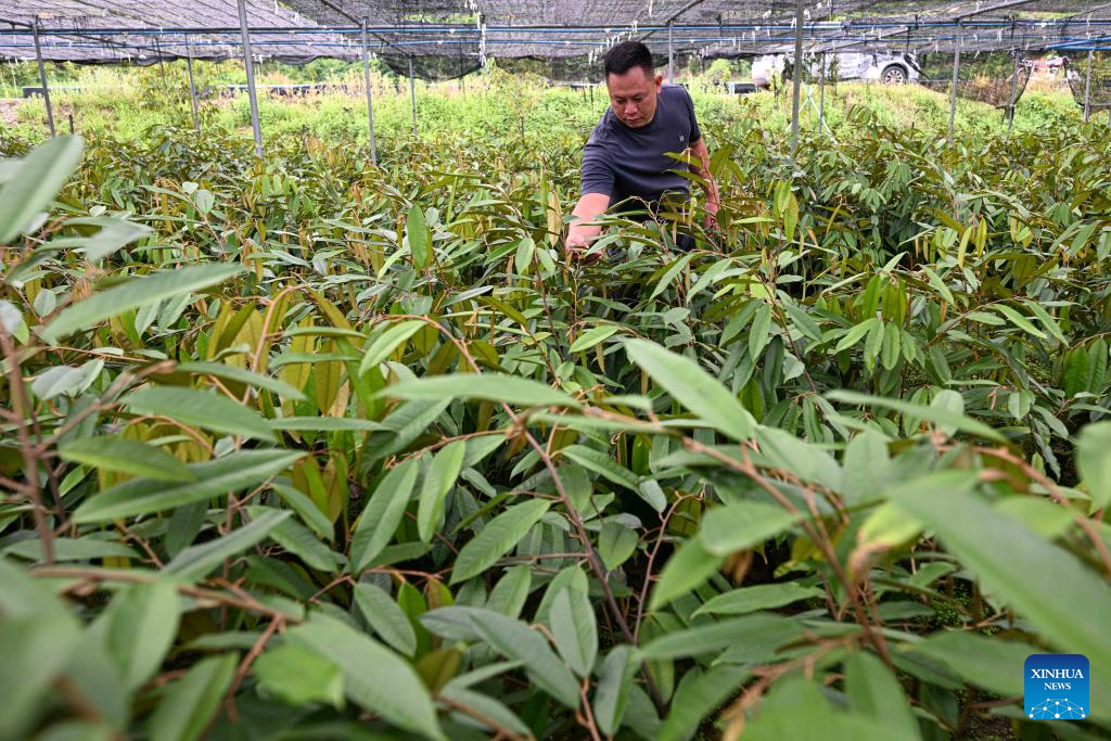 Baoting county of S China's Hainan develops durin industry in support of rural revitalization