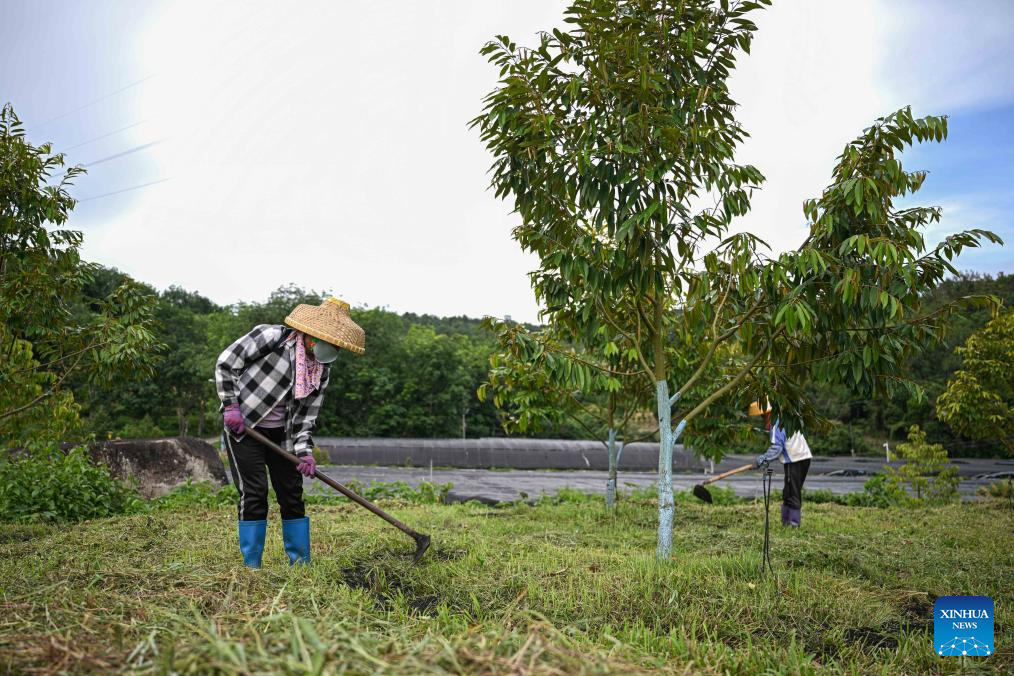 Baoting county of S China's Hainan develops durin industry in support of rural revitalization