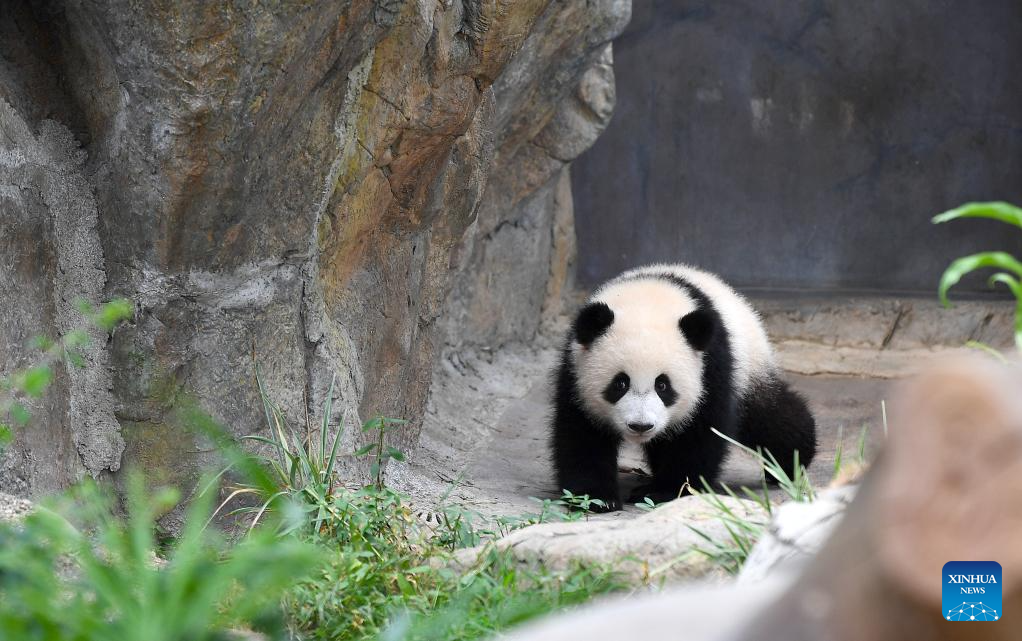 First locally-born giant panda cubs in HK get names
