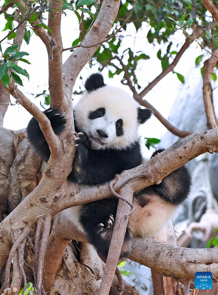 First locally-born giant panda cubs in HK get names