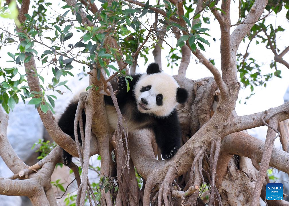 First locally-born giant panda cubs in HK get names