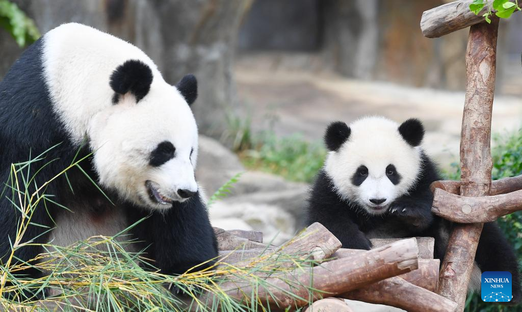 First locally-born giant panda cubs in HK get names