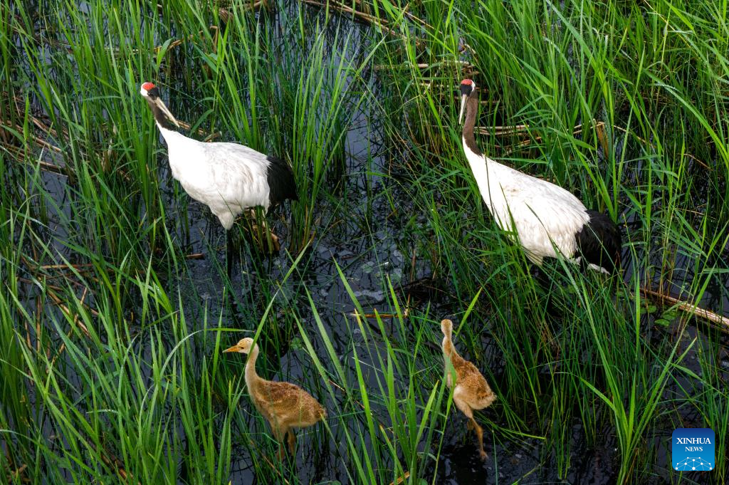 Naoli River National Natural Reserve in NE China major habitat for migratory birds
