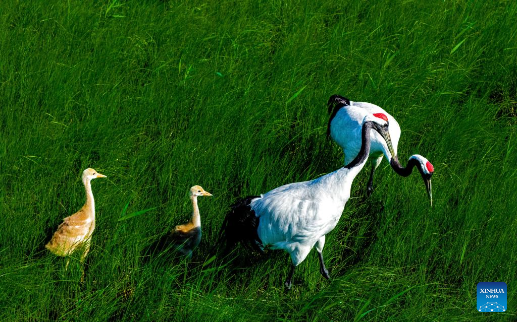 Naoli River National Natural Reserve in NE China major habitat for migratory birds