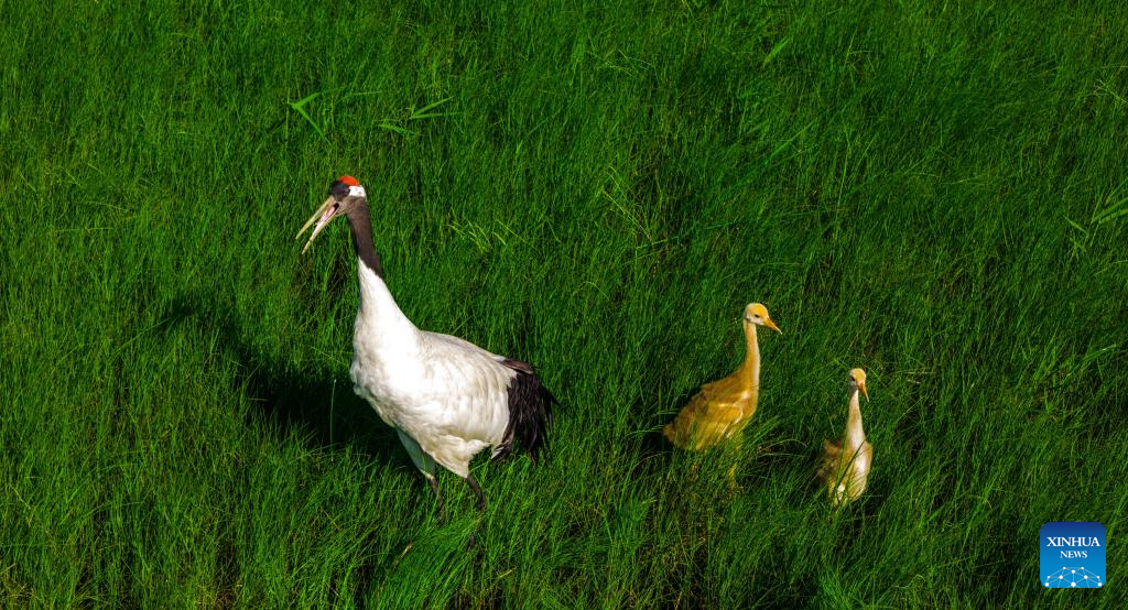 Naoli River National Natural Reserve in NE China major habitat for migratory birds