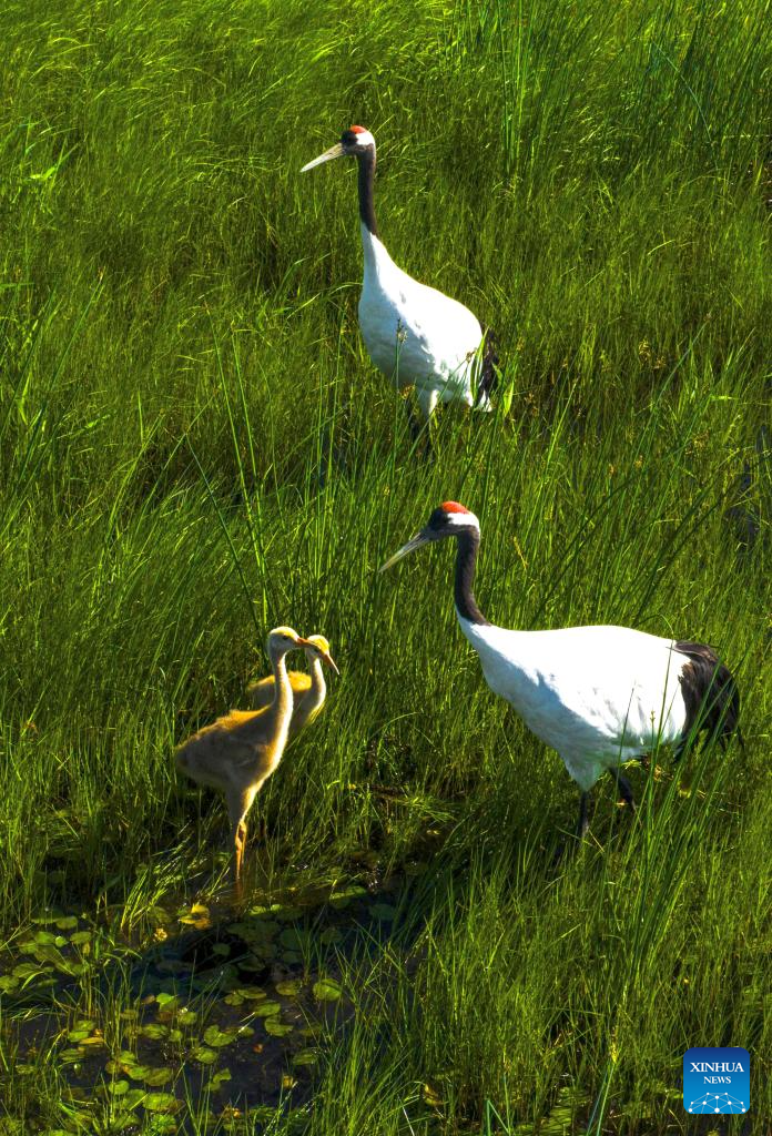 Naoli River National Natural Reserve in NE China major habitat for migratory birds