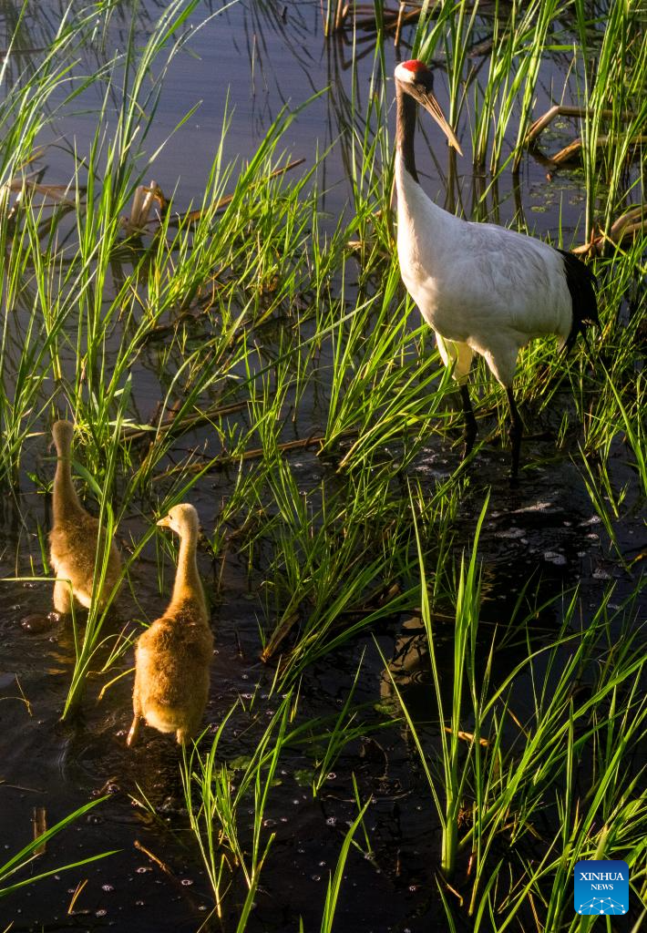 Naoli River National Natural Reserve in NE China major habitat for migratory birds