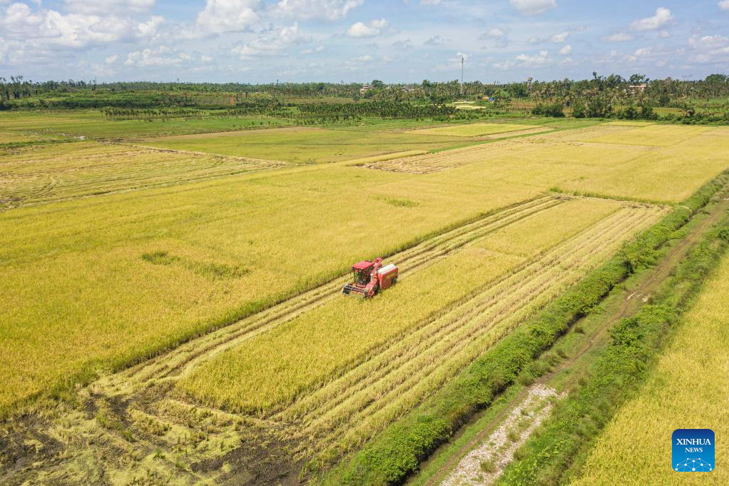 Rice harvest season arrives in South China's Hainan