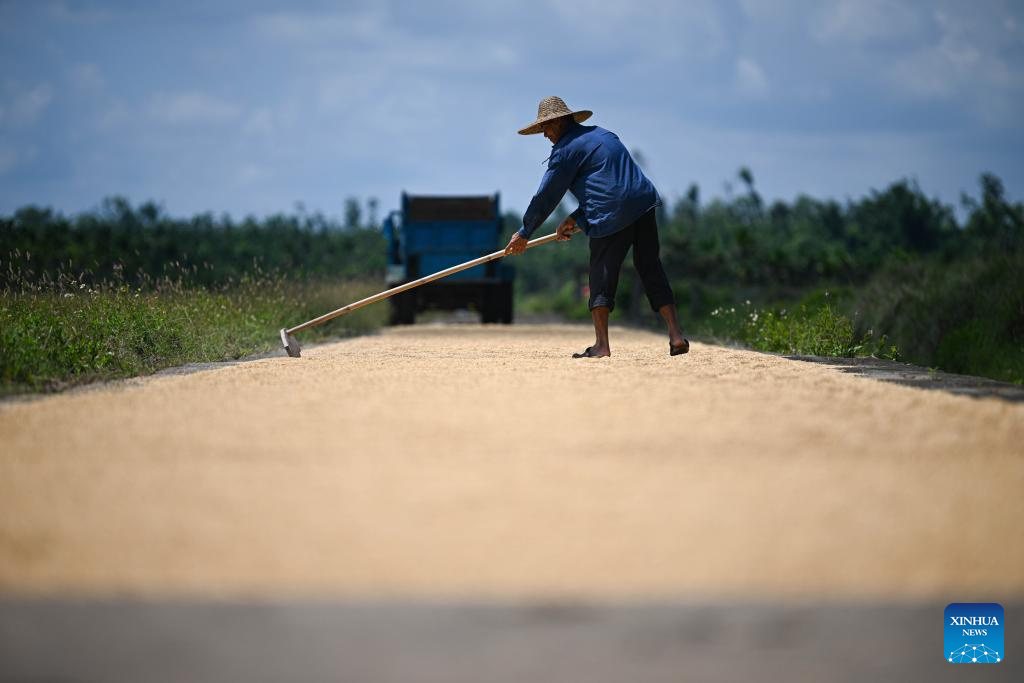 Rice harvest season arrives in South China's Hainan