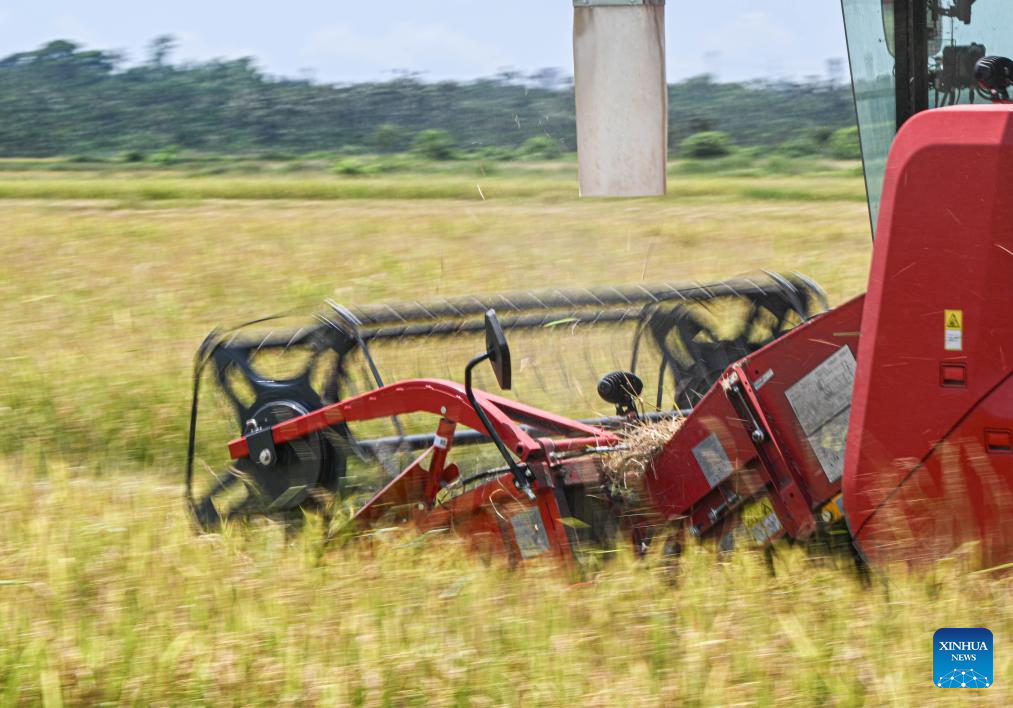 Rice harvest season arrives in South China's Hainan