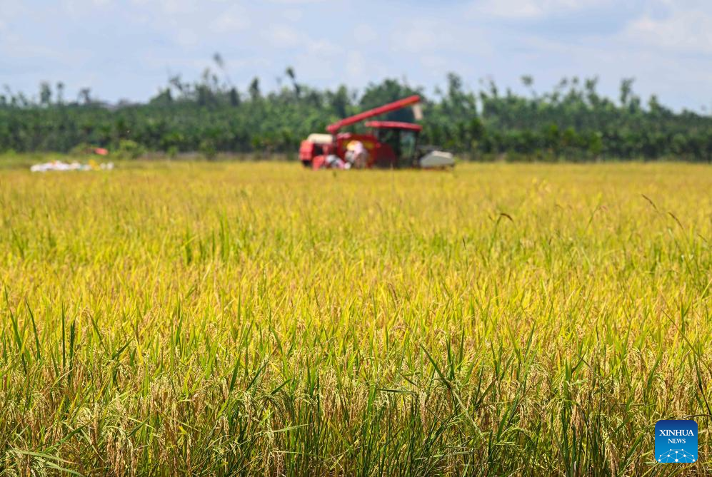 Rice harvest season arrives in South China's Hainan