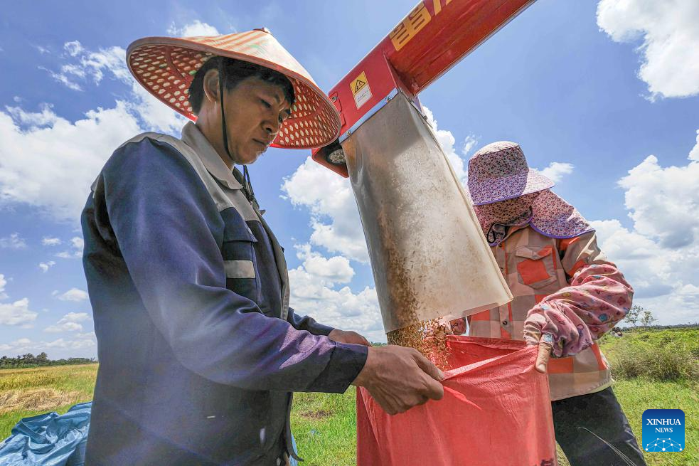 Rice harvest season arrives in South China's Hainan