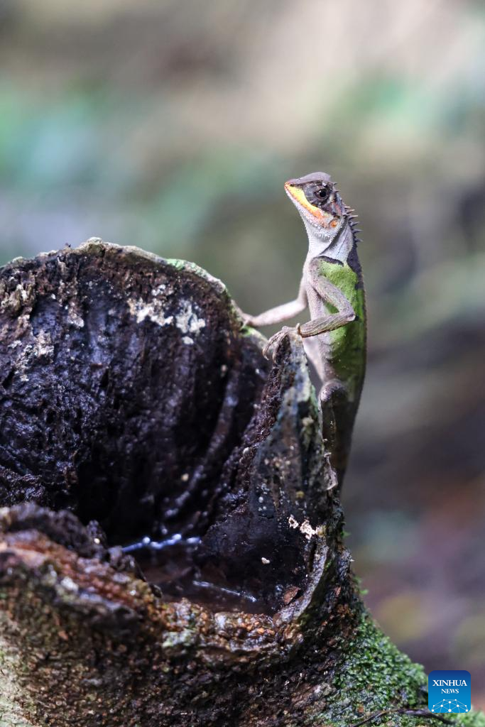 Rainforest Park In China s Hainan Becomes Biodiversity Hotspot For Rainforest Park In China s Hainan Becomes Biodiversity Hotspot For