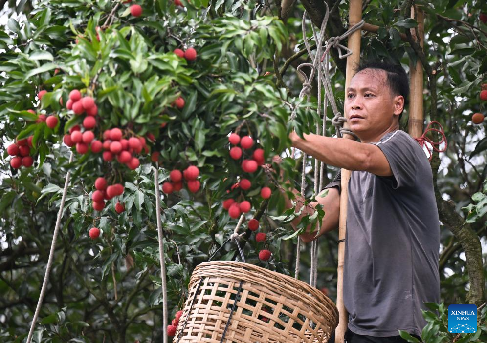 Lychees industry thriving in Maoming, S China