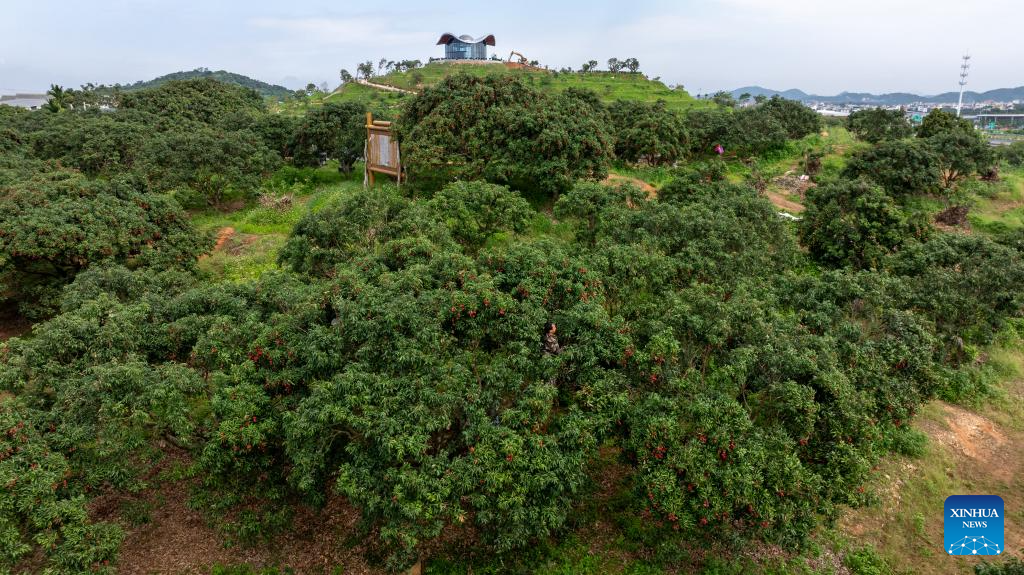 Lychees industry thriving in Maoming, S China