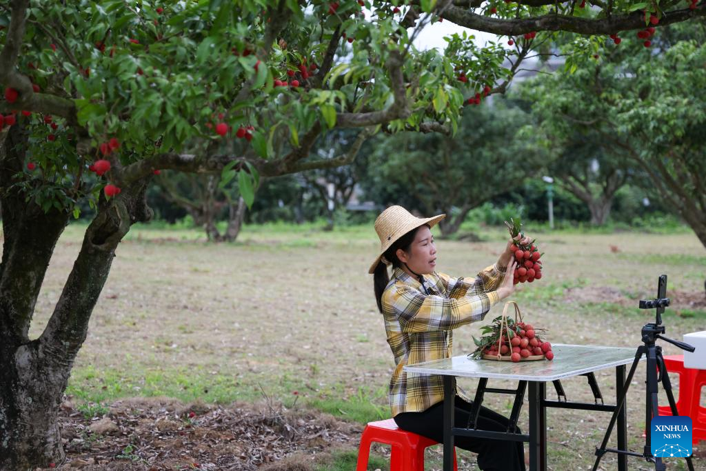 Lychees industry thriving in Maoming, S China