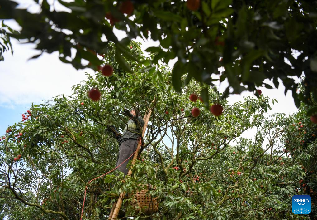 Lychees industry thriving in Maoming, S China