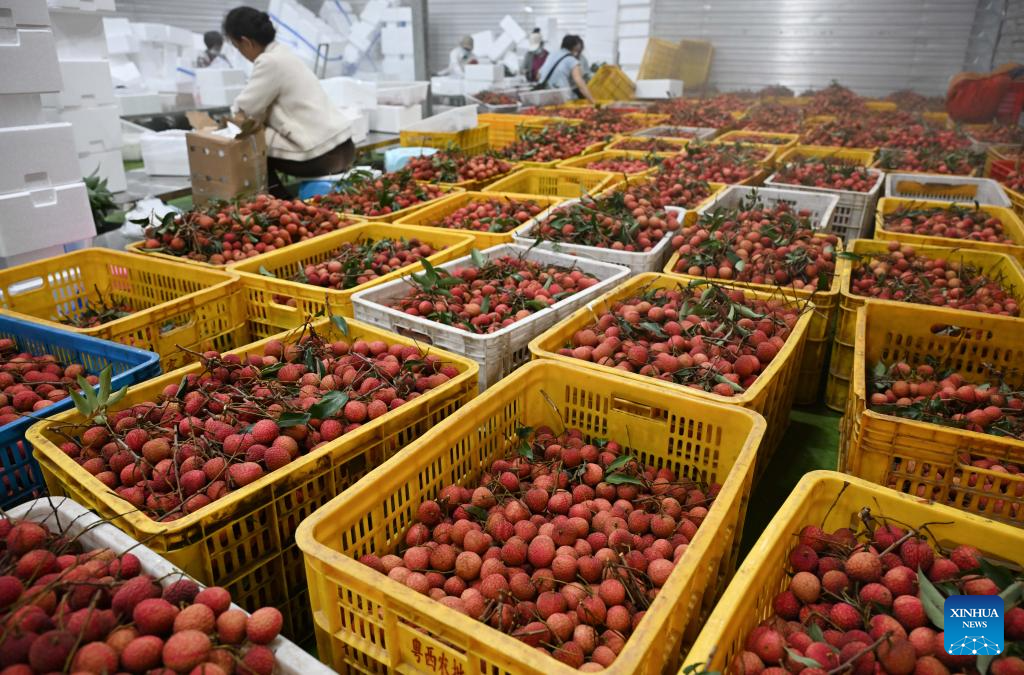 Lychees industry thriving in Maoming, S China