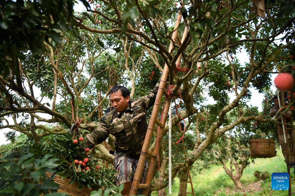Lychees industry thriving in Maoming, S China