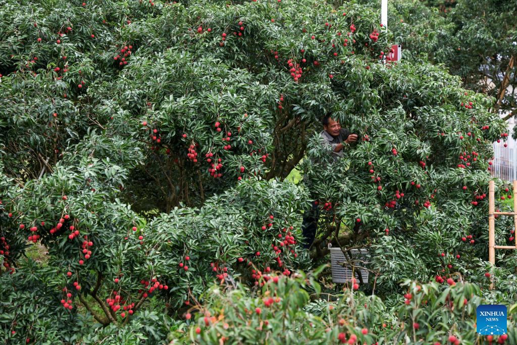 Lychees industry thriving in Maoming, S China