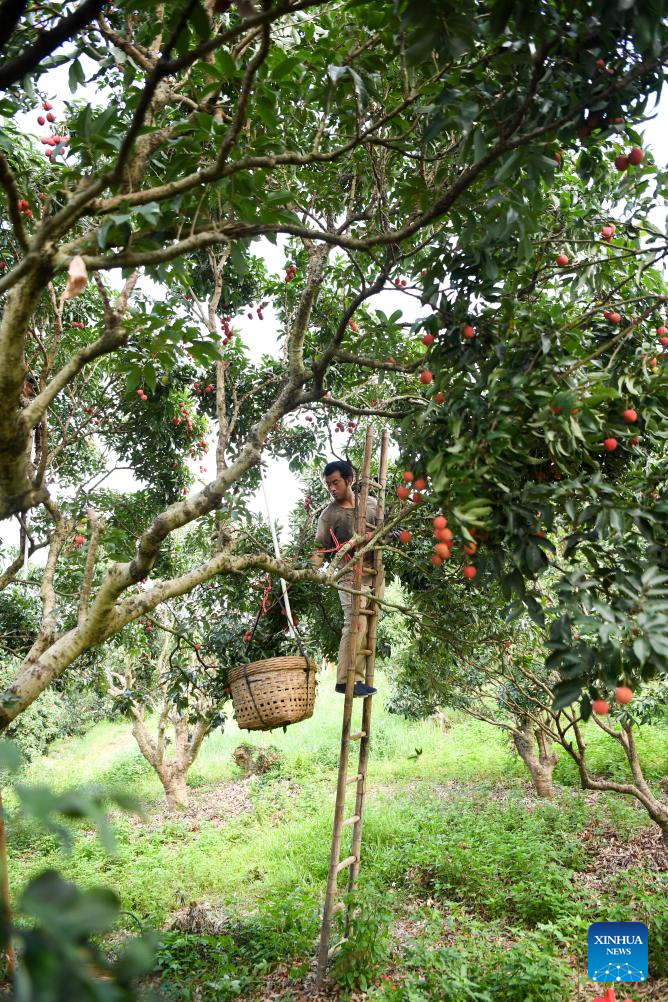 Lychees industry thriving in Maoming, S China