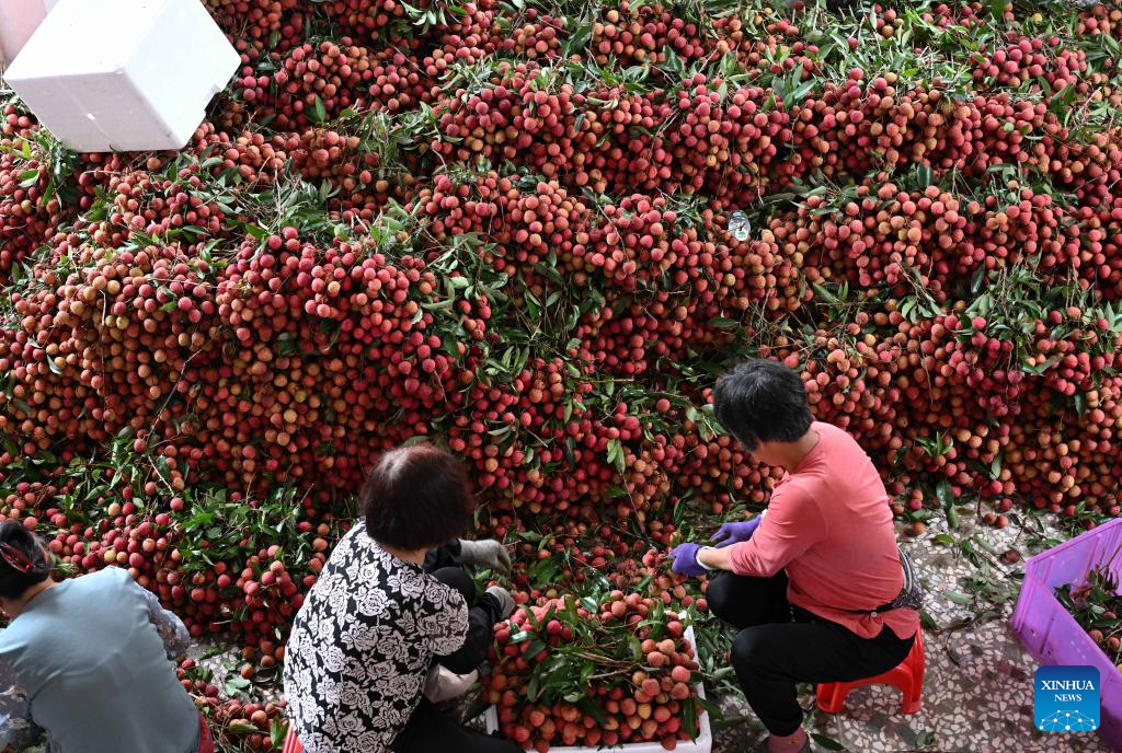 Lychees industry thriving in Maoming, S China