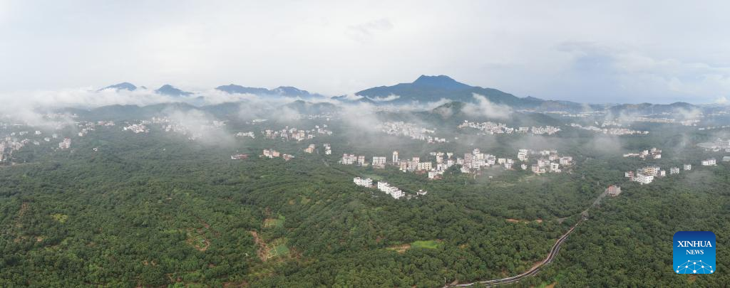 Lychees industry thriving in Maoming, S China