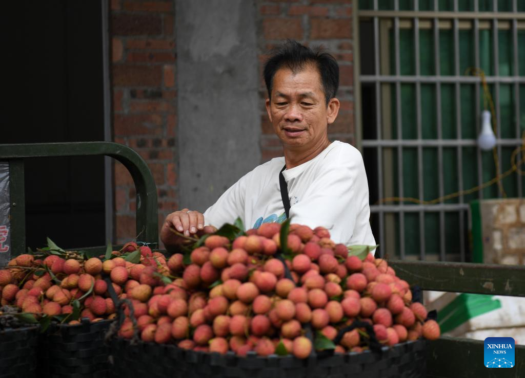 Lychees industry thriving in Maoming, S China