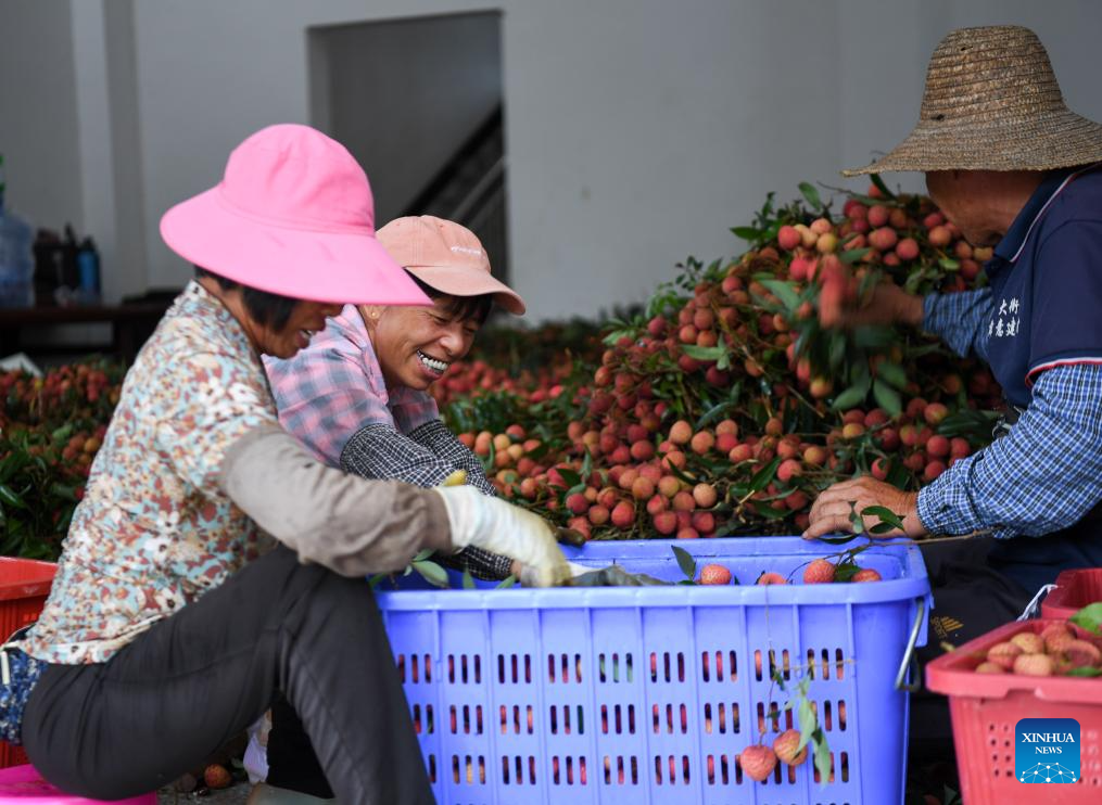 Lychees industry thriving in Maoming, S China