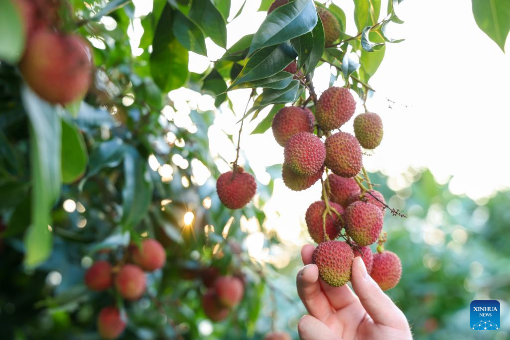 Lychees industry thriving in Maoming, S China