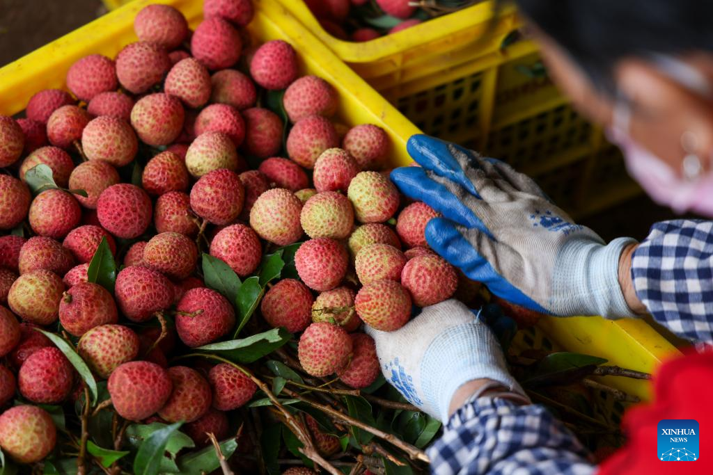 Lychees industry thriving in Maoming, S China