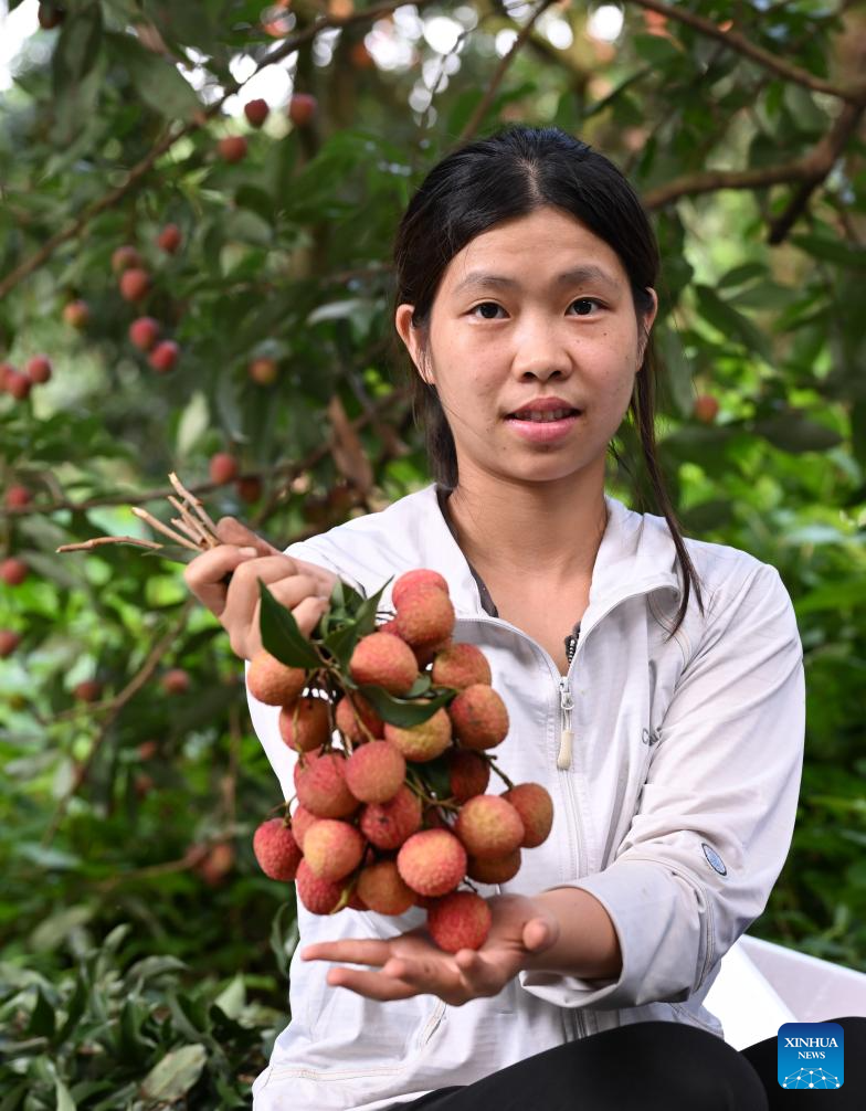 Lychees industry thriving in Maoming, S China