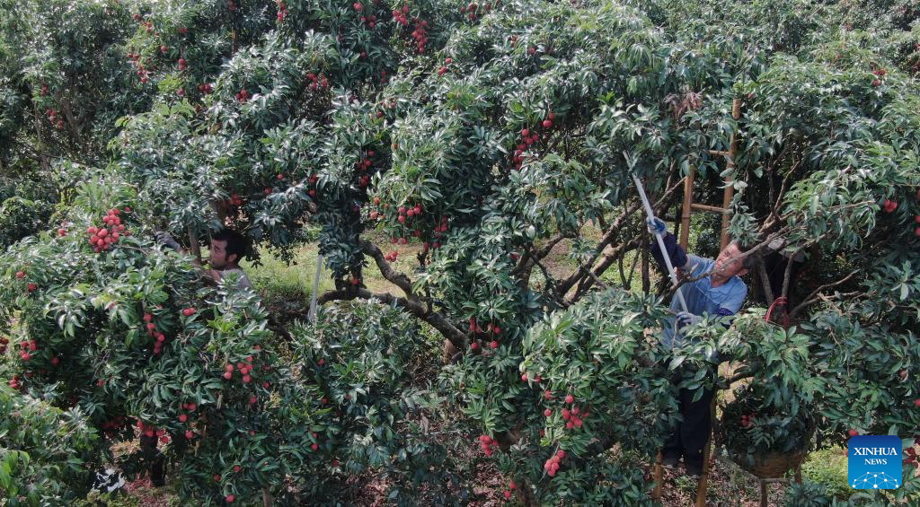 Lychees industry thriving in Maoming, S China