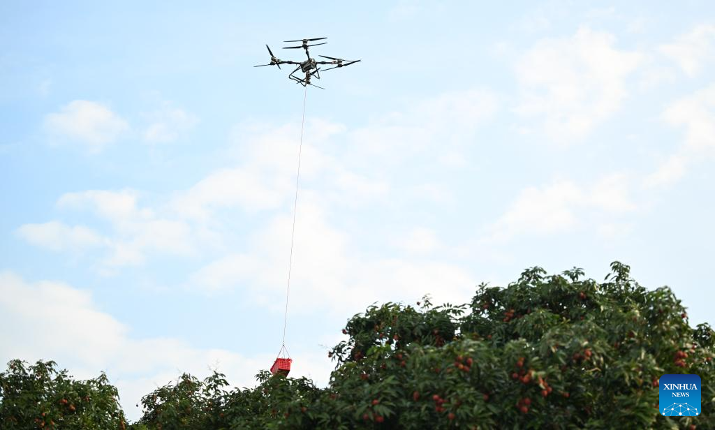 Staff members use drones to transport lychees in Maoming City, China's Guangdong