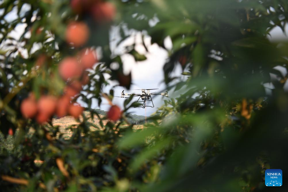 Staff members use drones to transport lychees in Maoming City, China's Guangdong