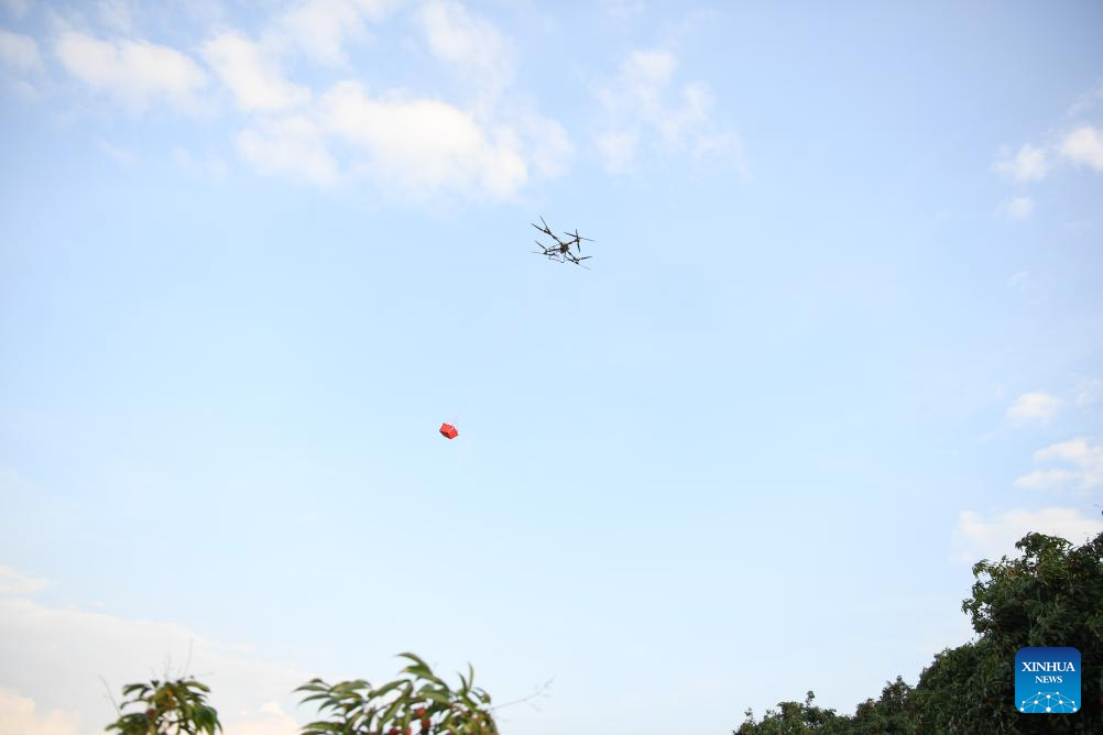 Staff members use drones to transport lychees in Maoming City, China's Guangdong