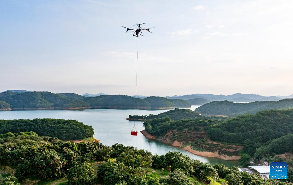 Staff members use drones to transport lychees in Maoming City, China's Guangdong