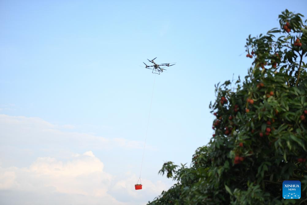 Staff members use drones to transport lychees in Maoming City, China's Guangdong