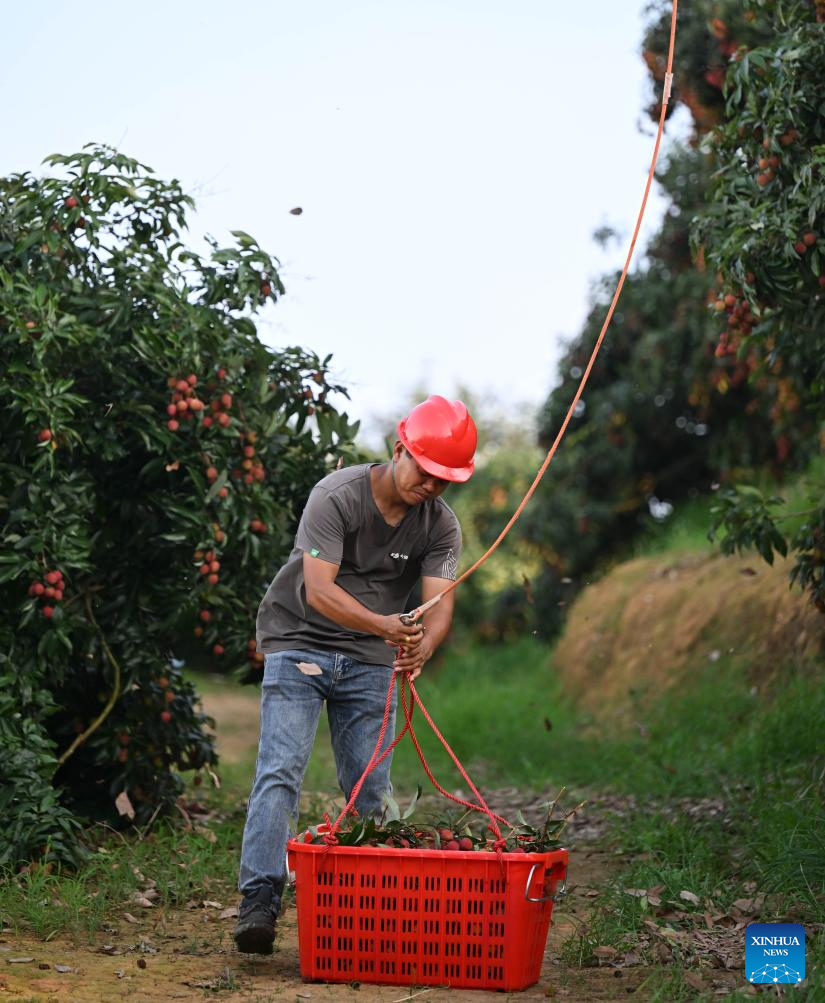 Staff members use drones to transport lychees in Maoming City, China's Guangdong