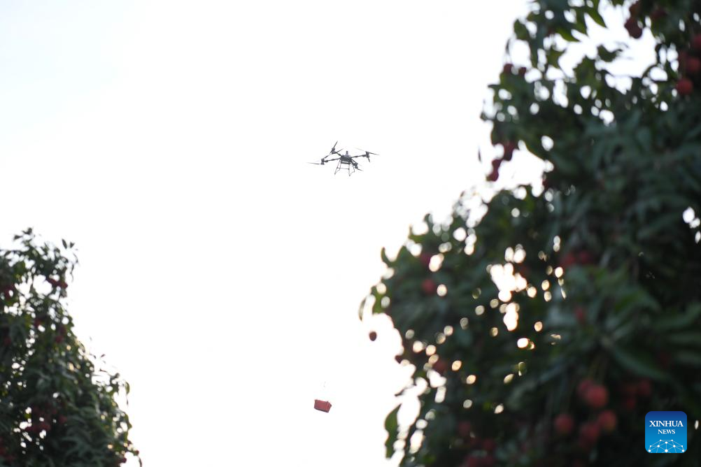 Staff members use drones to transport lychees in Maoming City, China's Guangdong