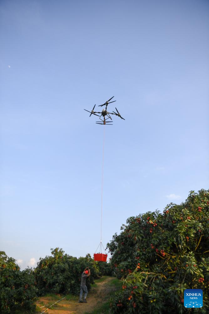 Staff members use drones to transport lychees in Maoming City, China's Guangdong
