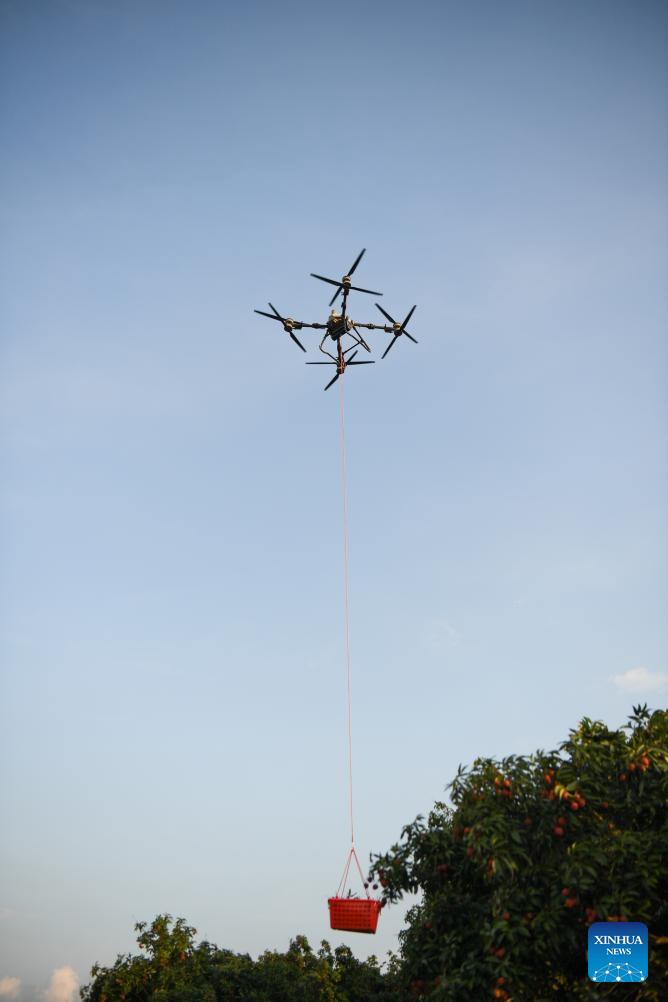 Staff members use drones to transport lychees in Maoming City, China's Guangdong