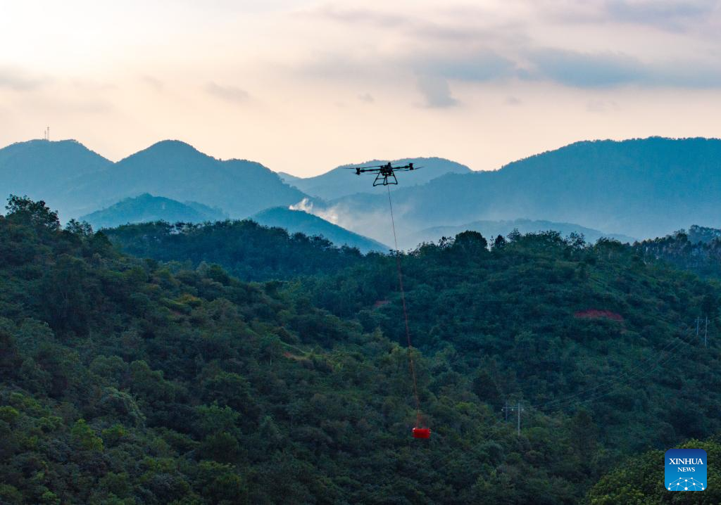 Staff members use drones to transport lychees in Maoming City, China's Guangdong