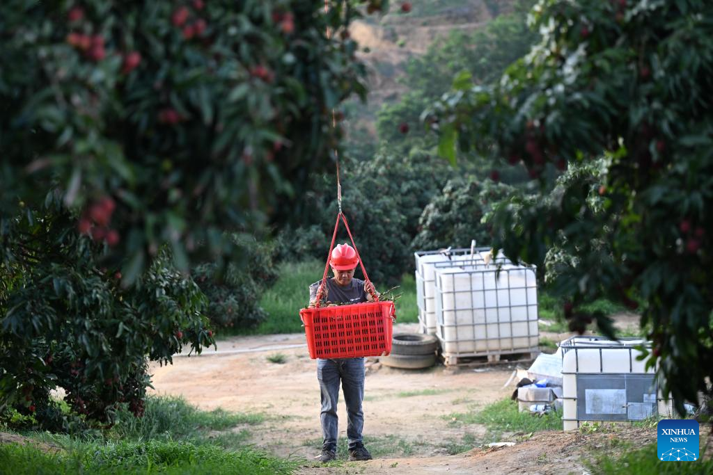 Staff members use drones to transport lychees in Maoming City, China's Guangdong